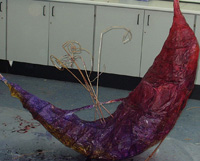 Willowlines Project with Liz Douglas